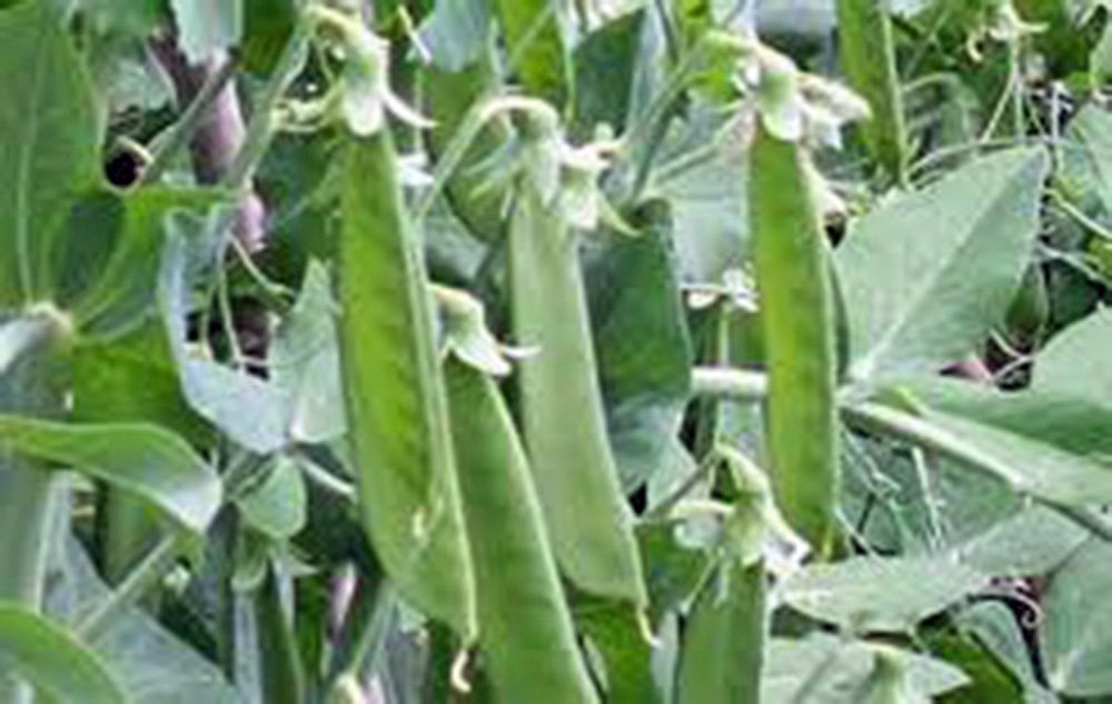 Lincoln Heirloom Pea Seeds - Non-GMO, 20 Count | Perfect for Home Gardening & Fresh Pea Harvest | Country Creek Acres