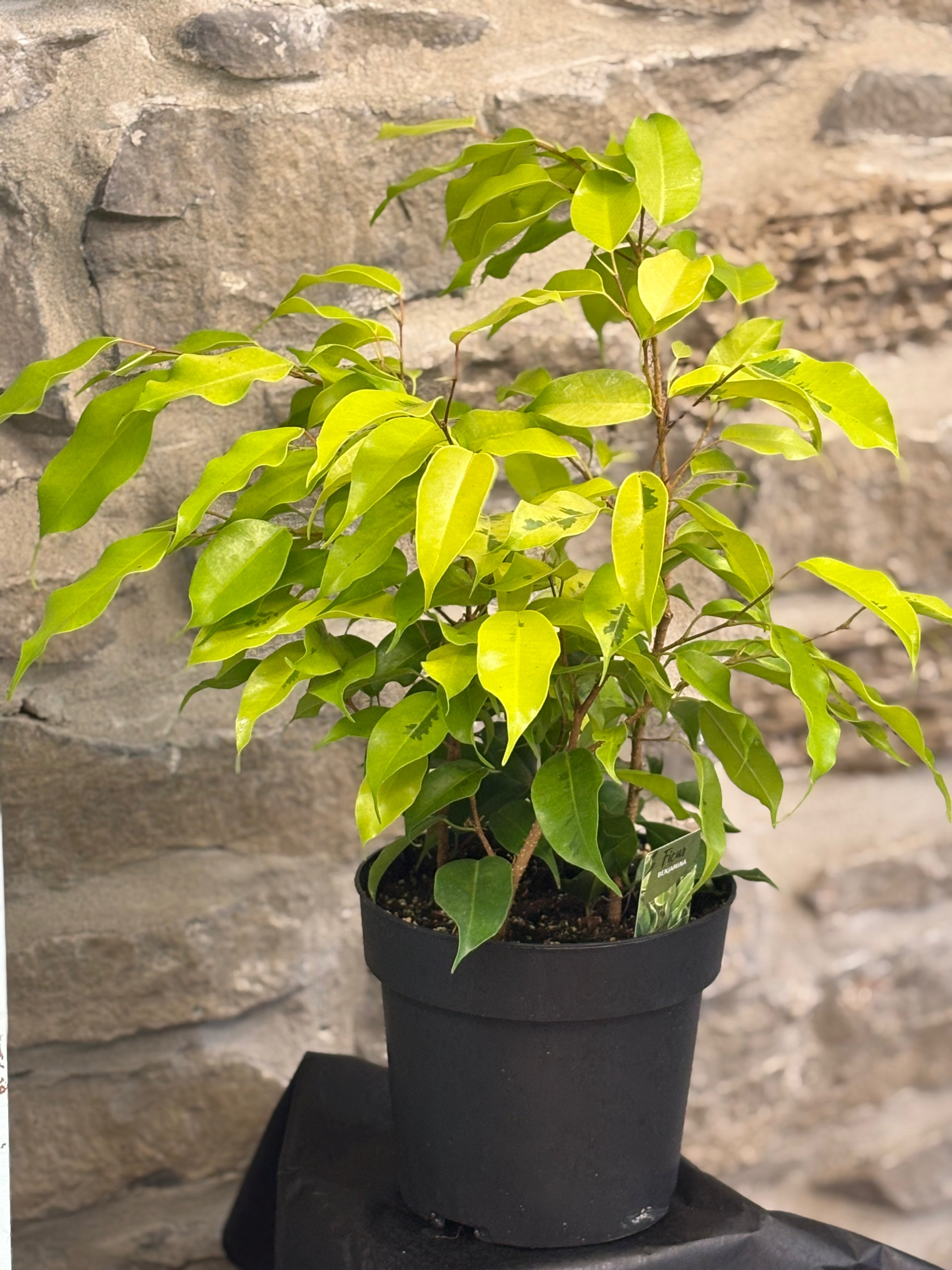 Ficus Benjamina 6
