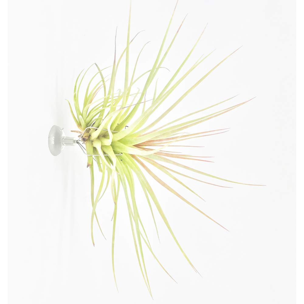 10 Pack Vertical Air Plant Holders with Suction Cups - Stainless Steel Tillandsia Planters for Wall & Window Display - Perfect for Home, Office Decor & DIY Tillandsia Art (Small)