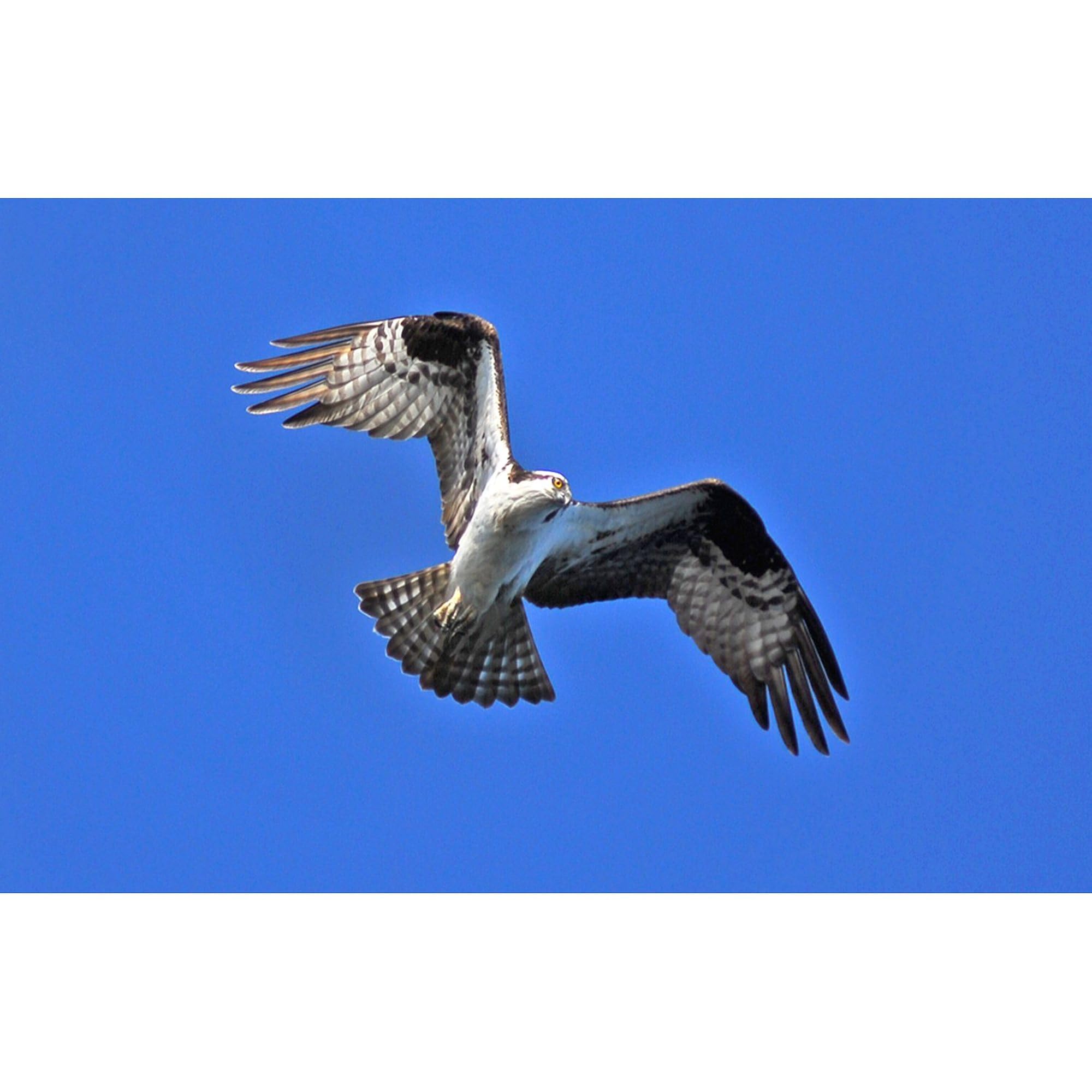 Osprey Oval Car Bumper Sticker - Waterproof Decal for Cars & Laptops