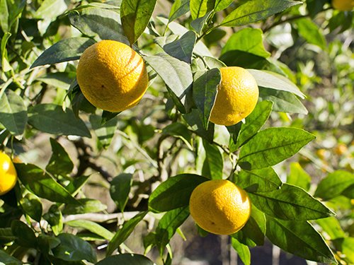 Meyer Lemon Dwarf Fruit Tree - Sweet Juicy Lemons, Indoor/Outdoor Potted Plant - Perfect for Home Gardens, Patios & Gifts (Excludes TX, LA, AZ, AL, CA)