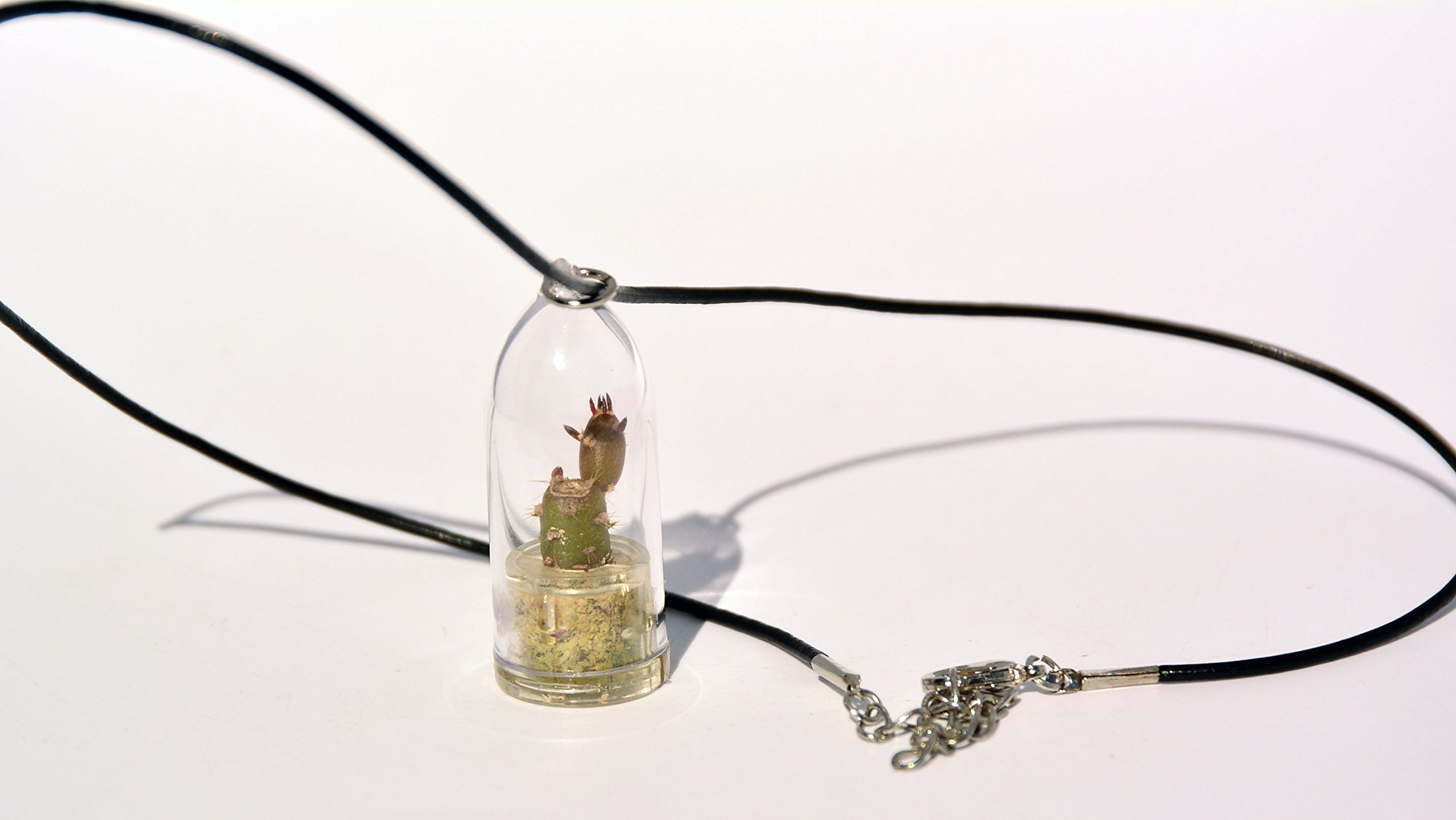 Live Needle Cactus Plant Necklace - 18