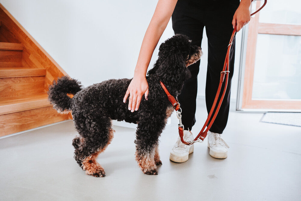 HUNTER UP Round & Soft Classic Dog Leash - 40 Inch Durable Nylon Pet Leash for Small & Medium Dogs - Perfect for Walking, Training & Outdoor Adventures