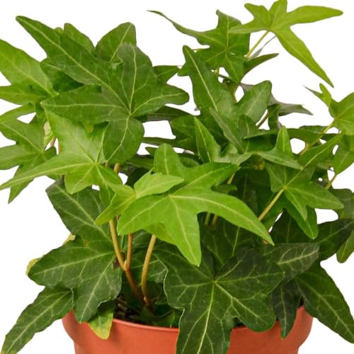 English Ivy Green California