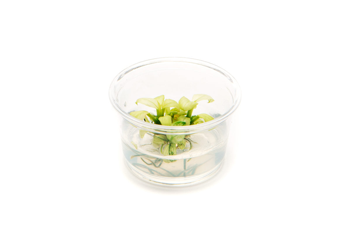 Anubias Nana Pinto Tissue Culture - Live Aquarium Plant for Fish Tanks, Aquascaping & Freshwater Aquariums - Perfect for Low Light & Beginner Aquarists