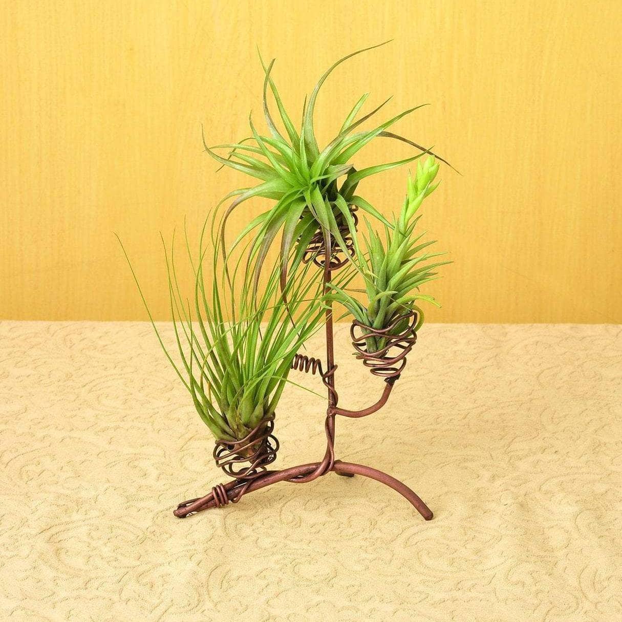Elevated Triple Air Plant Holder - Modern Hanging Display for Tillandsia - Perfect for Home, Office, and Indoor Garden Decor