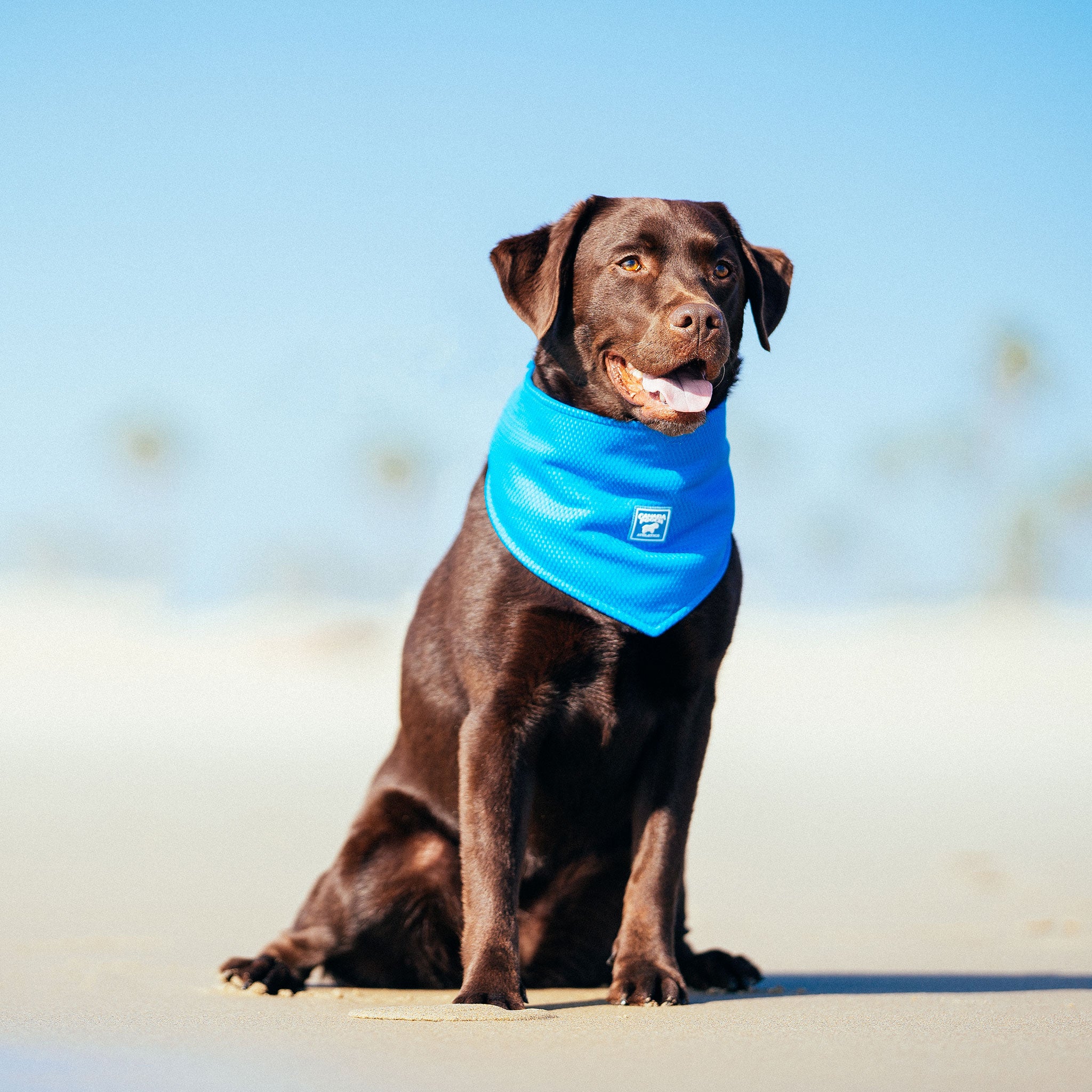 Canada Pooch Cooling Blue Dog Bandana - Breathable & Washable for Hot Weather - Perfect for Summer Walks, Hikes, and Outdoor Adventures