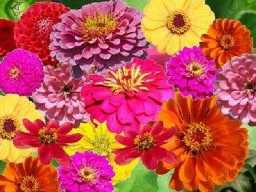 Zin Master Zinnia Mix Elegans Mixed Colors Flower Seeds (250 Count) - Perfect for Garden Beds, Containers & Window Boxes - Grow in Trays or Pots for Vibrant Home & Patio Decor