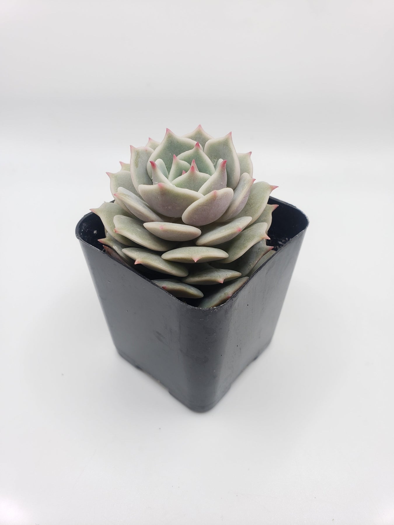 #23 Echeveria Lola Succulent Plant - Rare Live Succulents for Home Decor, Office Desk, or Garden Arrangements