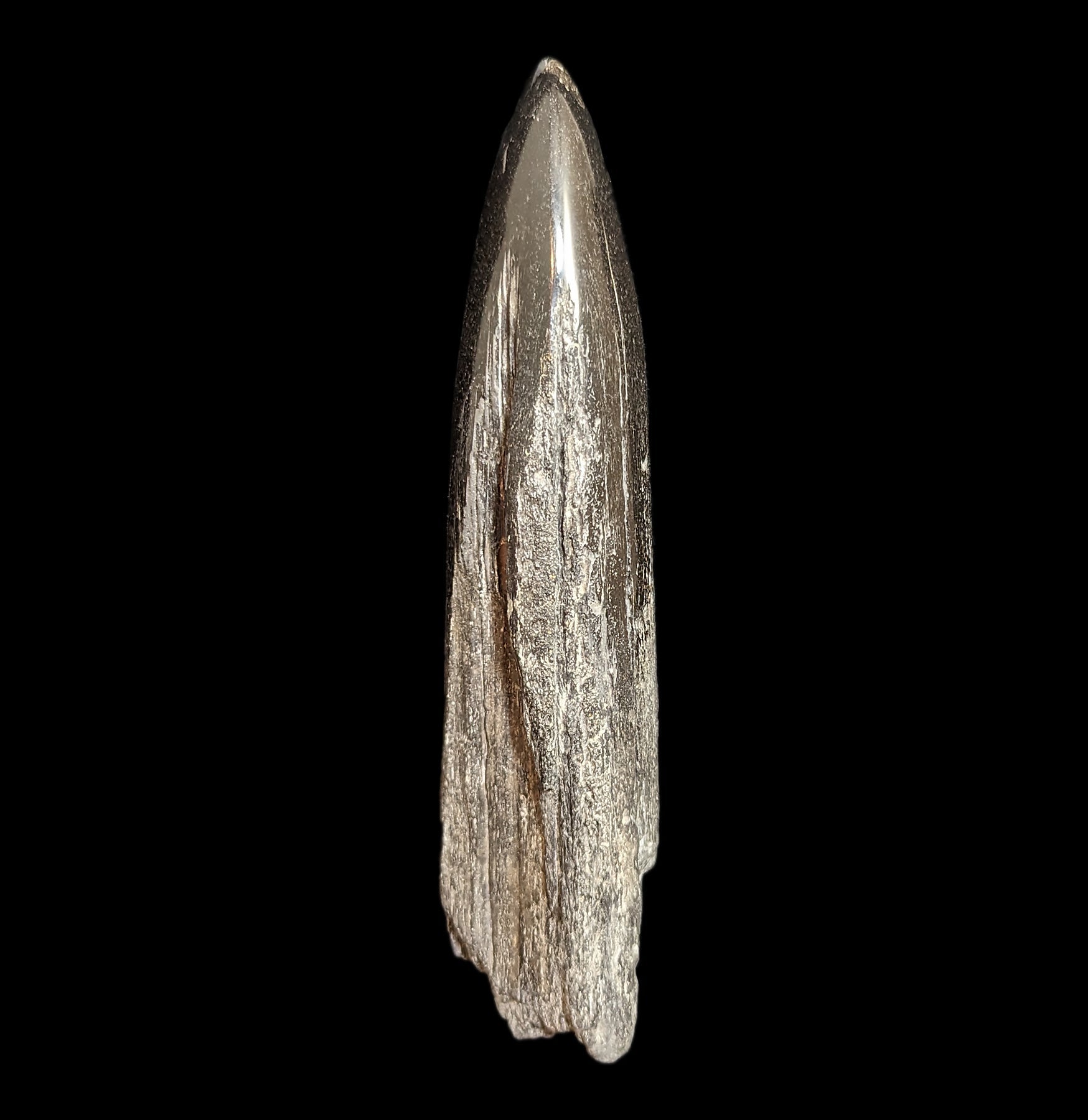 Authentic Fossilized Swordfish Rostrum Specimen #8 - Rare Marine Fossil Collectible for Home Decor, Office Display & Educational Use