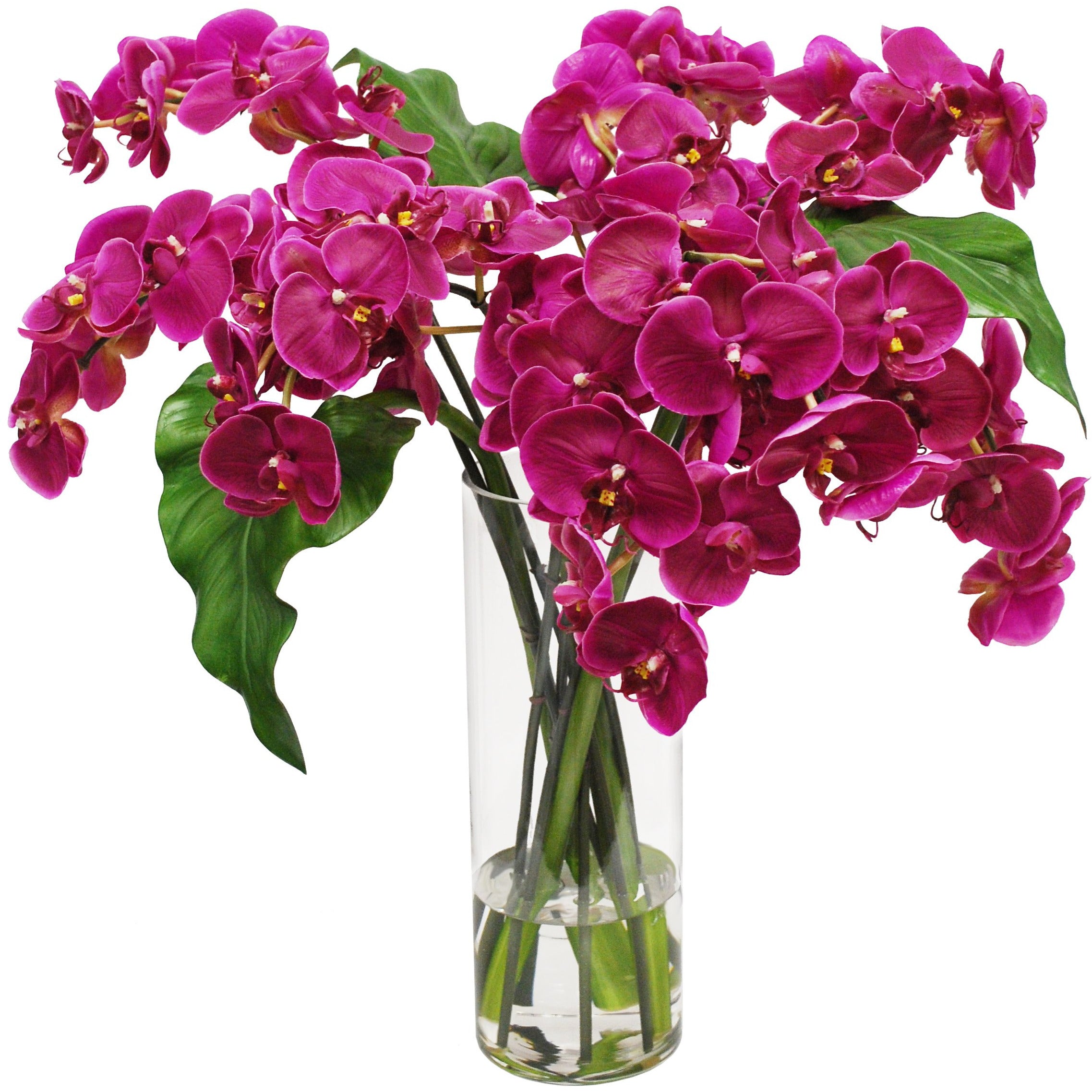 Elegant Phalaenopsis Orchid in Slim Glass Vase - Perfect for Home Decor, Office Centerpiece & Gift Giving