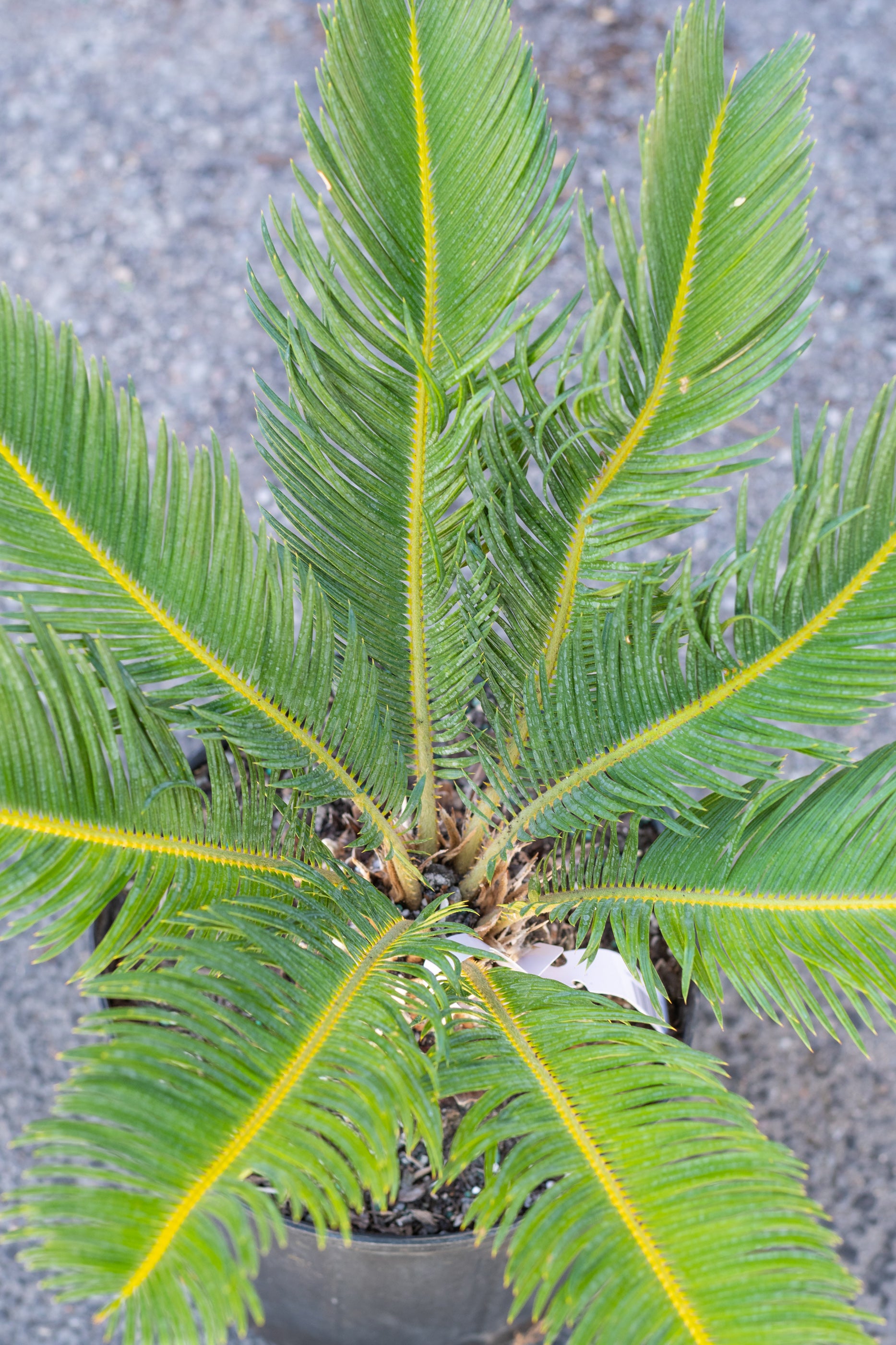 King Sago Palm (Cycas Revoluta) - 10 Inch Potted Plant for Indoor/Outdoor Decor | Perfect for Home, Office & Garden Landscaping