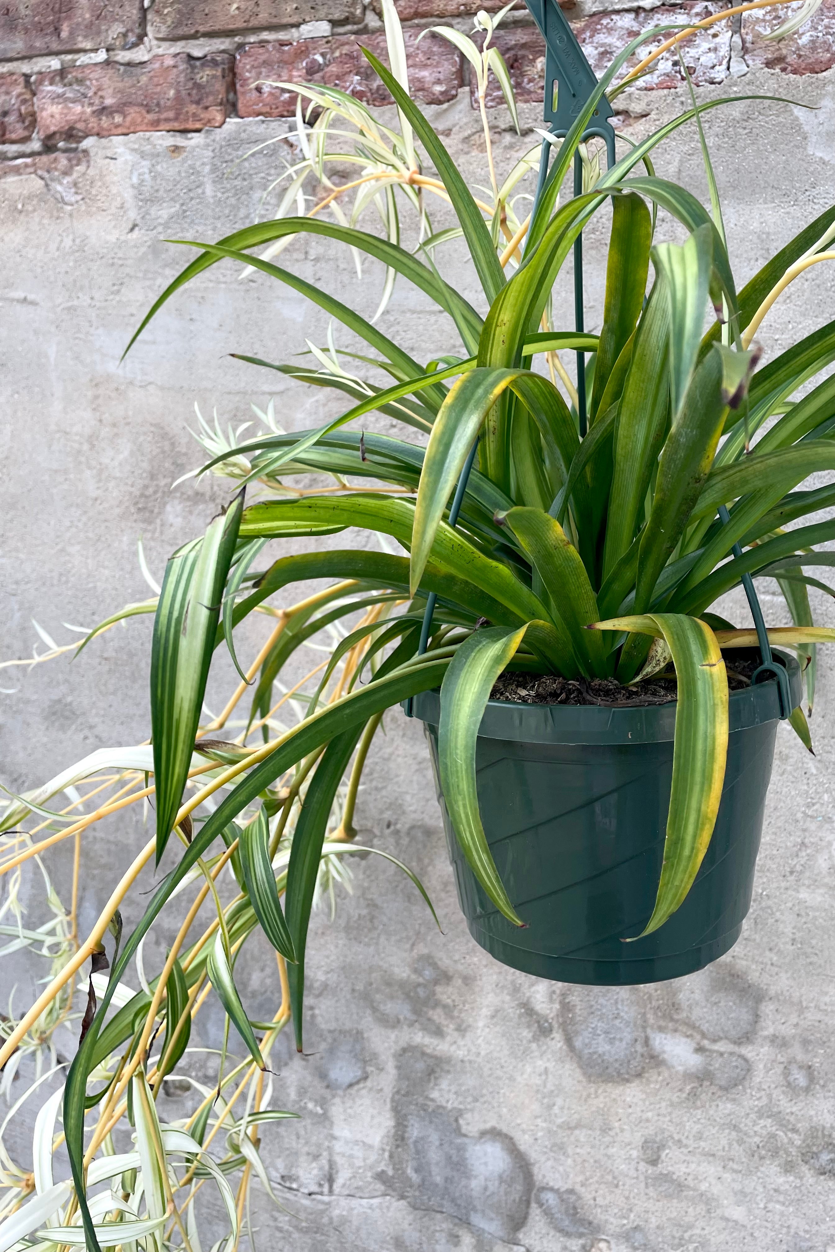 Hawaiian Spider Plant (Chlorophytum comosum) - 8