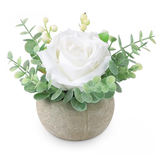 1 Pack White Rose