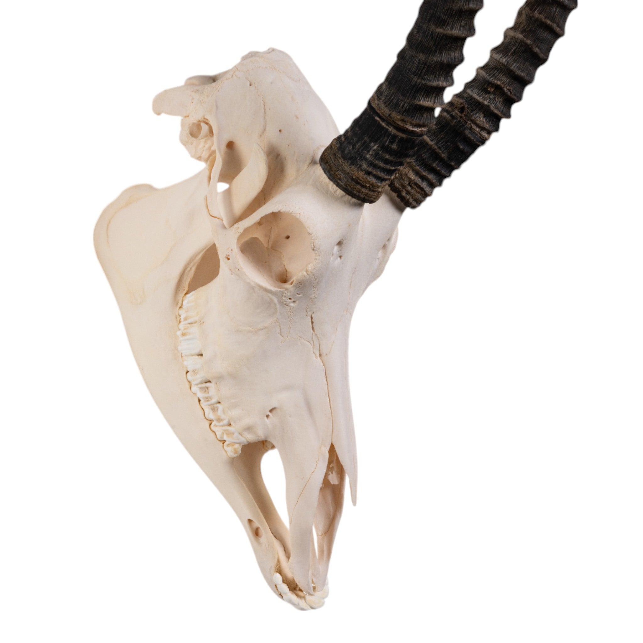 Authentic Sable Antelope Skull - Taxidermy Decor for Hunting Lodge, Cabin, or Gothic Home Decor - Unique Wildlife Trophy for Wall Mount Display