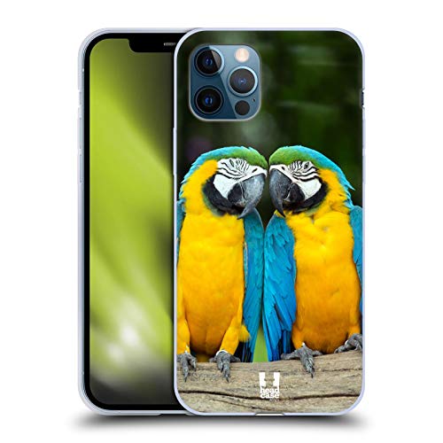 Colourful Macaw Parrot Couple