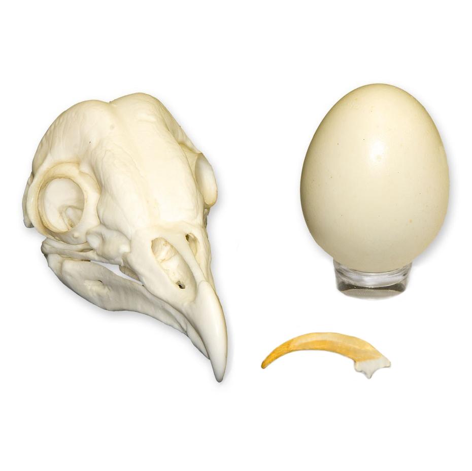 Authentic Replica Barn Owl Set - Skull, Talon & Egg for Gothic Decor, Witchcraft Altar & Nature Study Display - Perfect for Halloween, Dark Academia & Taxidermy Collectors
