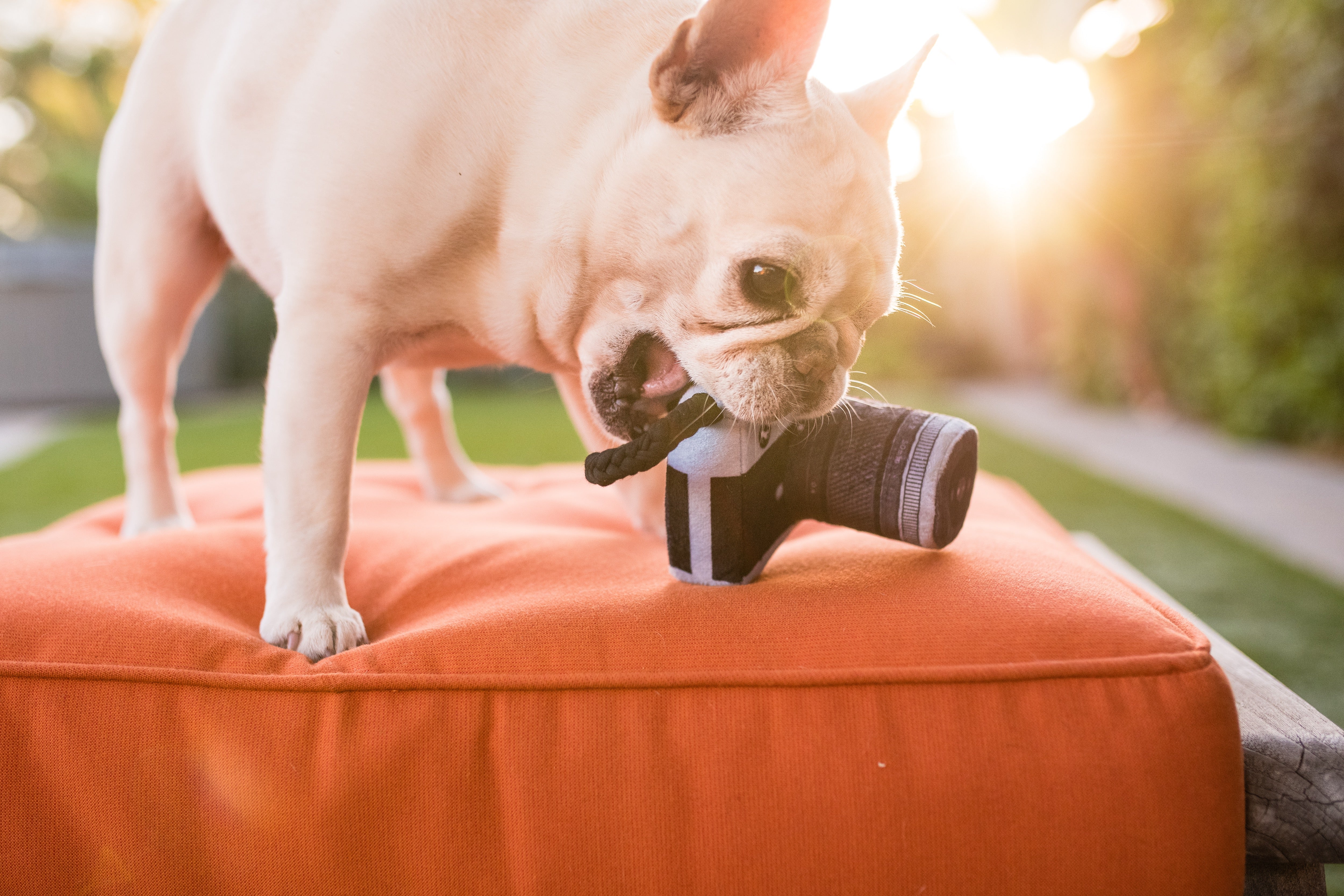 Globetrotter Plush Dog Toy Camera - Durable & Fun Chew Toy for Small & Large Dogs | Perfect for Playtime, Training & Travel