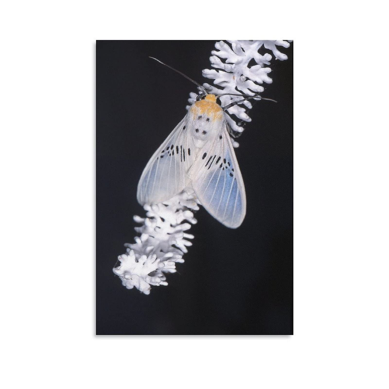 Salt Marsh Moth Insects Canvas Wall Art Print - 16x24 Inches (40x60cm) Nature Wildlife Poster for Home & Office Decor - Perfect for Living Room, Bedroom, Study & Gift Giving