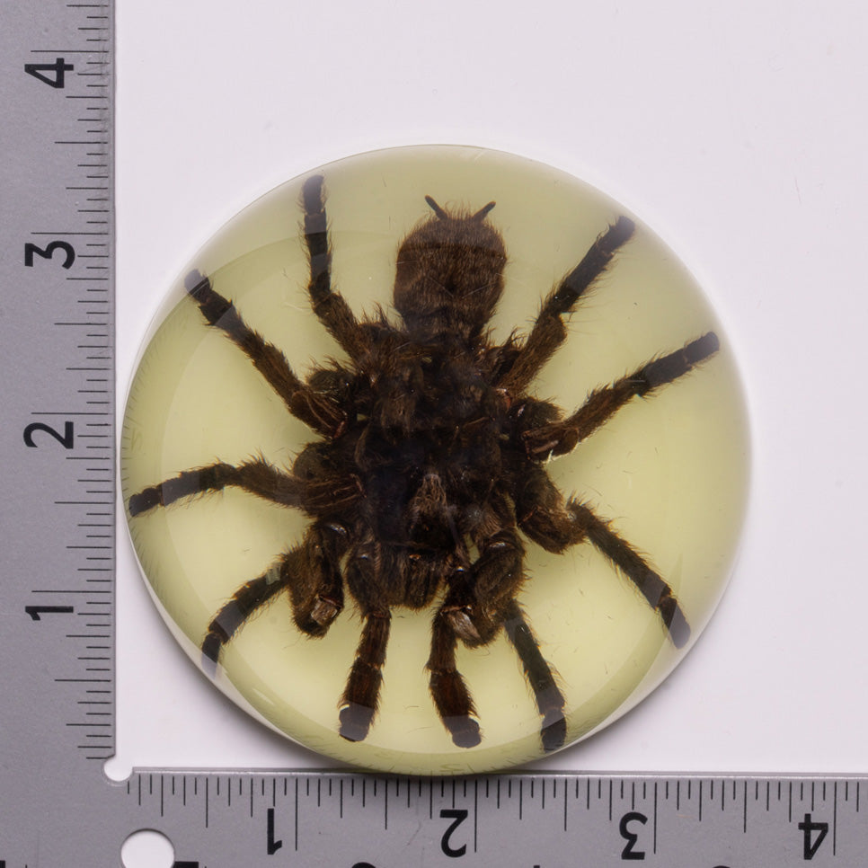 Real Tarantula in Acrylic Dome Paperweight - Glow in the Dark Collectible - Unique Desk Decor & Conversation Starter for Home Office, Halloween Decorations