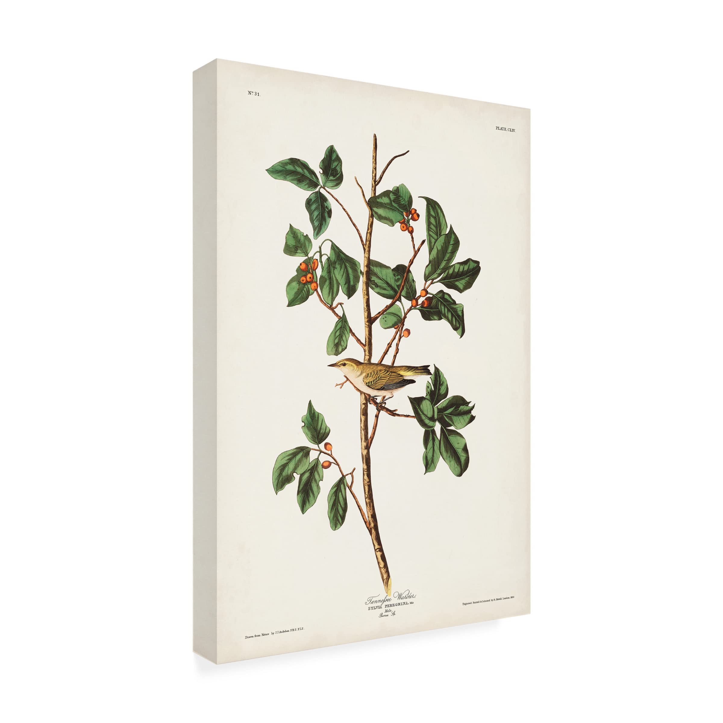 John James Audubon Tennessee Warbler Canvas Art Print - 22x32 Inches Framed Wall Decor for Living Room, Bedroom & Office | Trademark Fine Art Collection