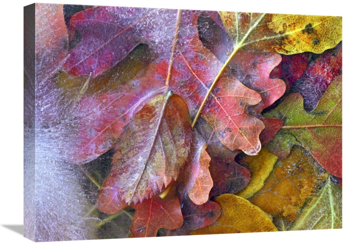 18 x 24 Inch Frozen Autumn Leaves Art Print - North America Landscape Photography by Tim Fitzharris - Perfect for Home Decor, Office Wall Art & Nature Lover Gifts