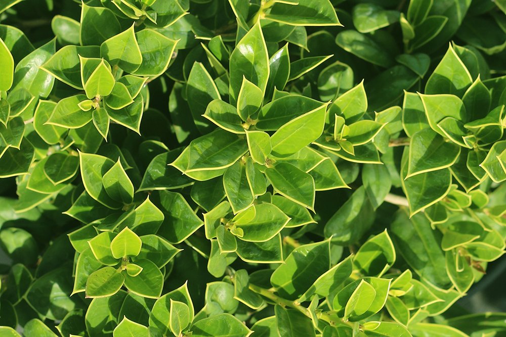 Carissa Holly Live Plant - 3 Gallon Size with Special Blend Fertilizer & Planting Guide - Perfect for Landscaping, Hedges, and Garden Decor