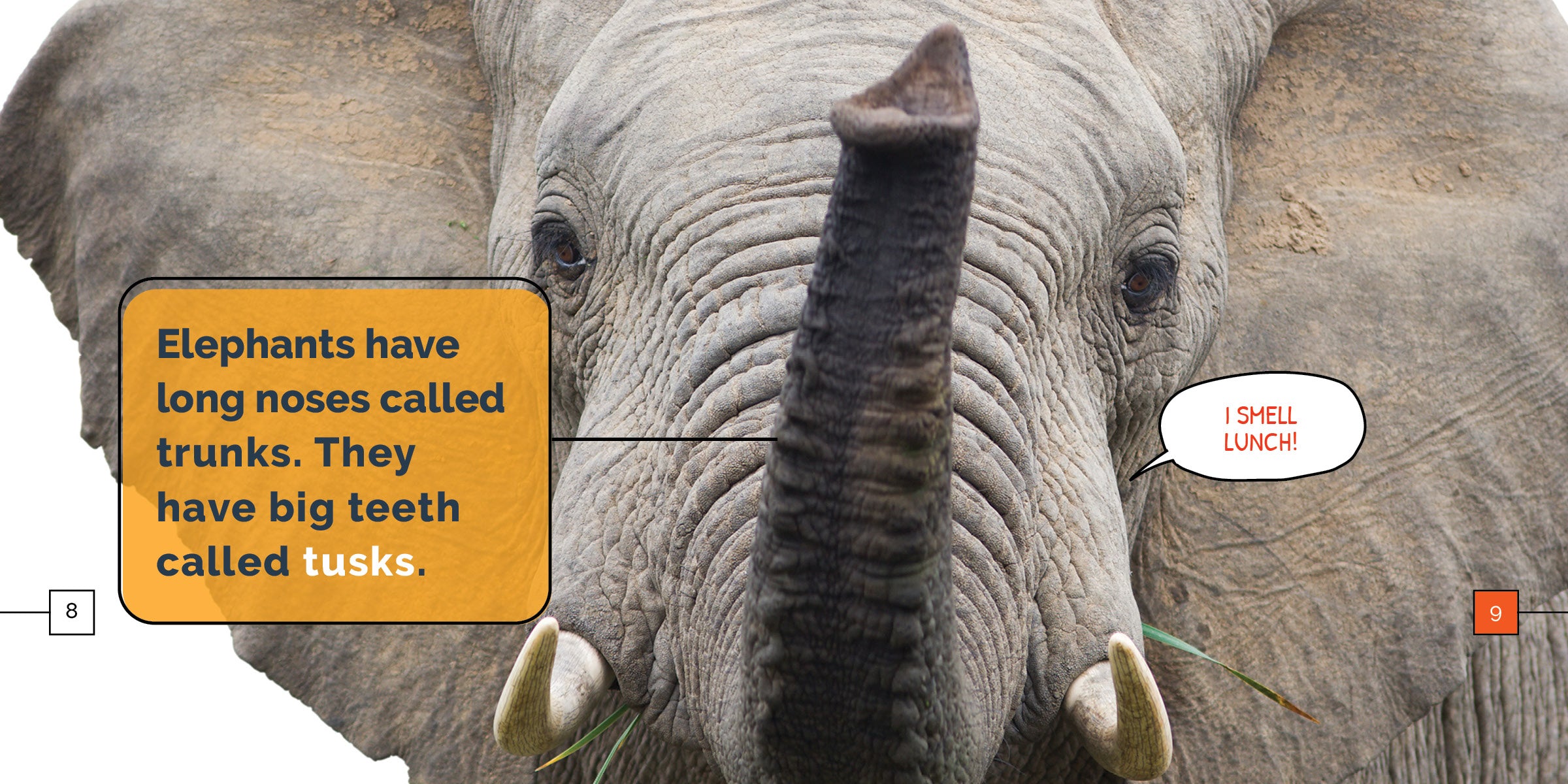 Elephants Book 9781640268401 - Wildlife Education & Nature Exploration for Kids & Adults