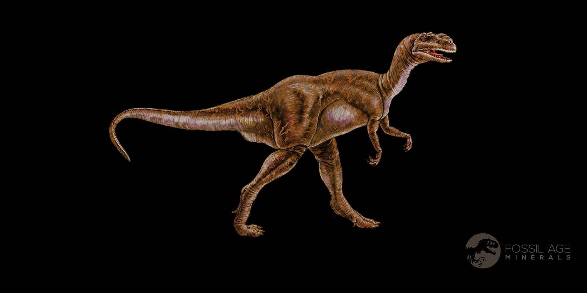 Authentic Thescelosaurus Dinosaur Fossil Bone - Cretaceous Period, Lance Creek Formation, Wyoming (COA Included) - Perfect for Paleontology Collectors & Museum Displays