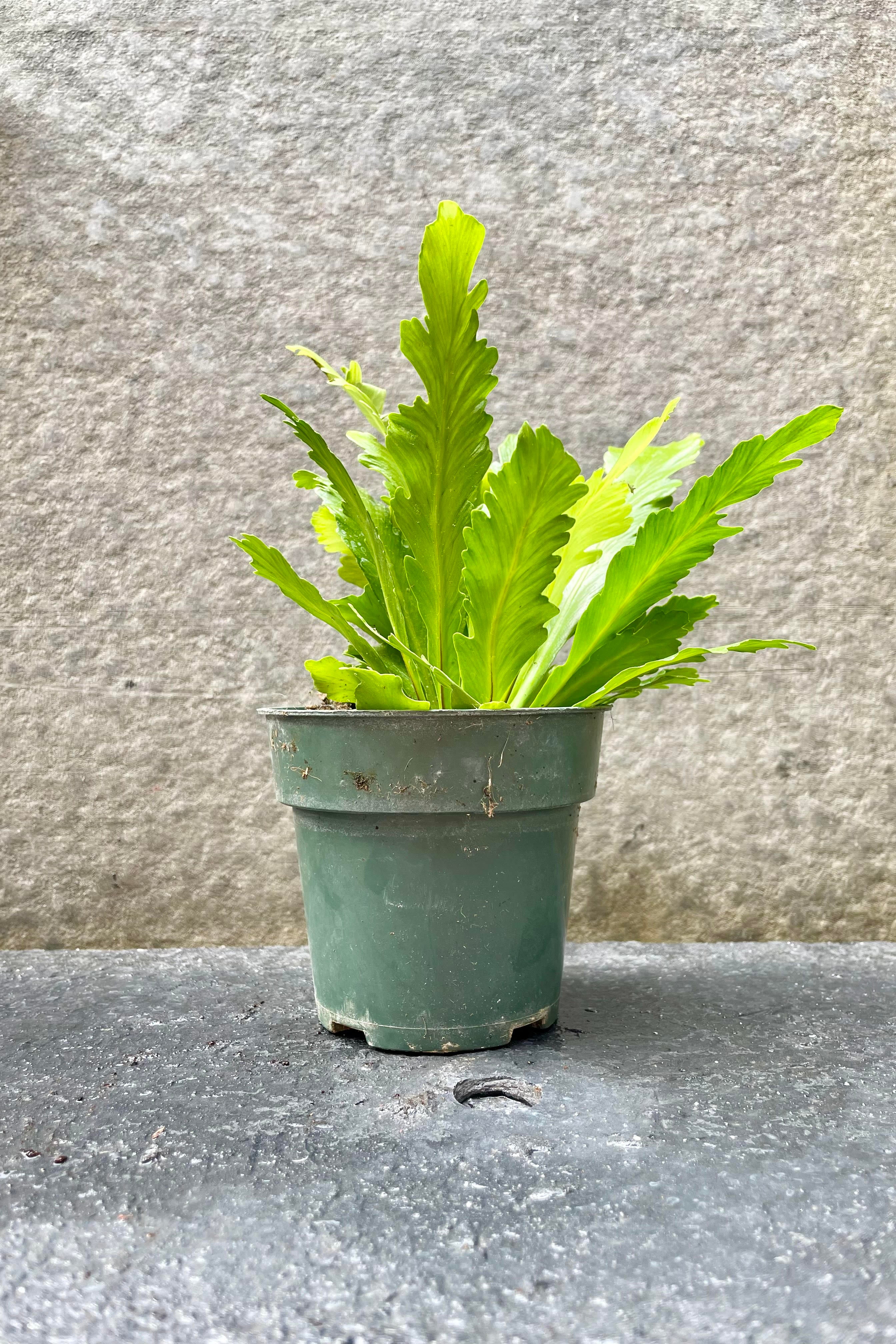 Asplenium nidus 'Champion' - 4 Inch Bird's Nest Fern - Low Light Indoor Houseplant for Home, Office & Bathroom Decor