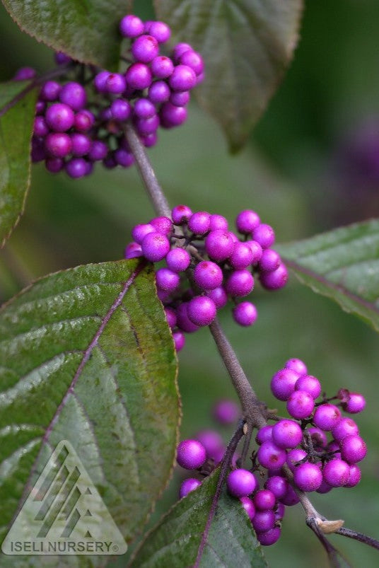 Callicarpa bodinieri 'Profusion' #3 - Beautiful Purple Beautyberry Shrub for Landscaping and Garden Decor