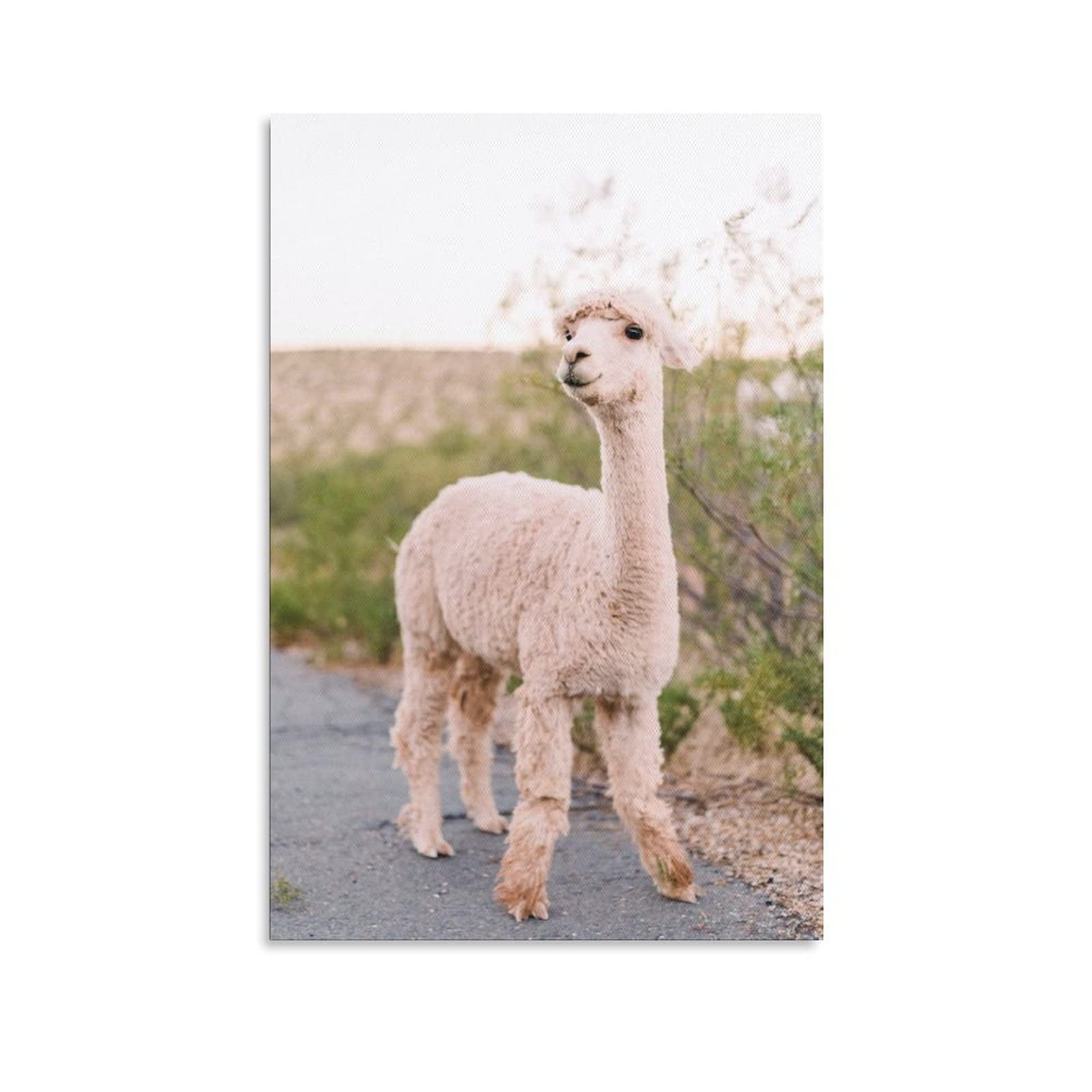 Alpaca & Llama Canvas Wall Art - Cute Animal Print Painting for Living Room, Bedroom, Office Decor - 16x24 Inches (40x60cm) - Perfect Gift for Home, Nursery & Workspace Decoration