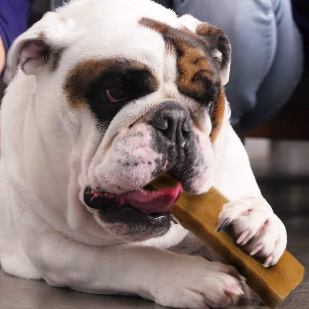 Pawstruck XL Monster Himalayan Yak Cheese Dog Chews - Premium Long-Lasting Natural Treat for Aggressive Chewers - High Protein Odor-Free Limited Ingredient Dog Chew - 1 Pack (Packaging May Vary) - Perfect for Large Breed Dogs & Powerful Chewers - Great for Training, Teething & Dental Health