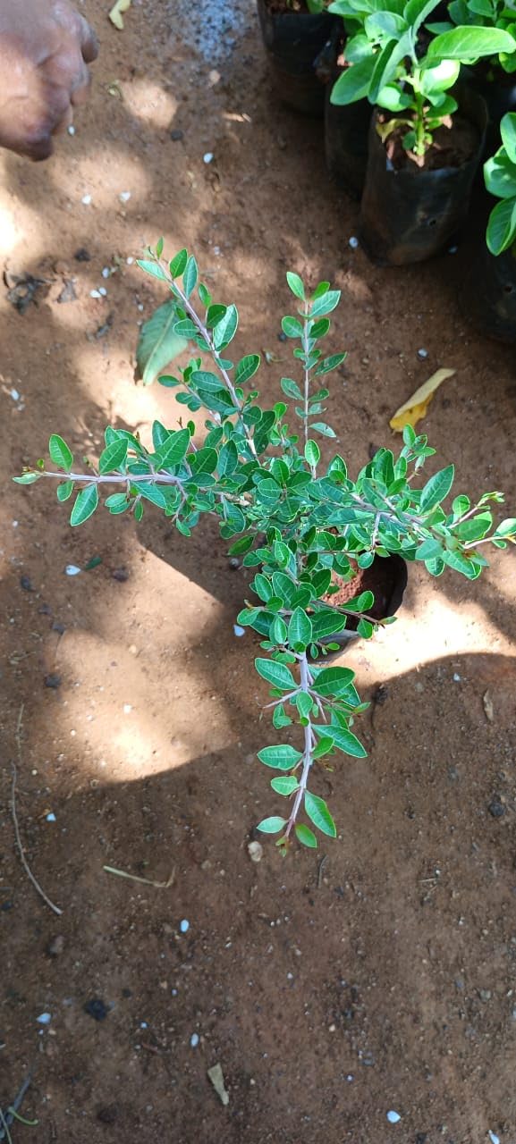 Anuraj Farma Henna Plant (Lawsonia Inermis) - Live Mehndi Plant for Dry Tattoos | Also Known as Gotatta, Gorenti Gida, Mailanchi | Perfect for Natural Body Art, Hair Dye, and Traditional Mehndi Designs