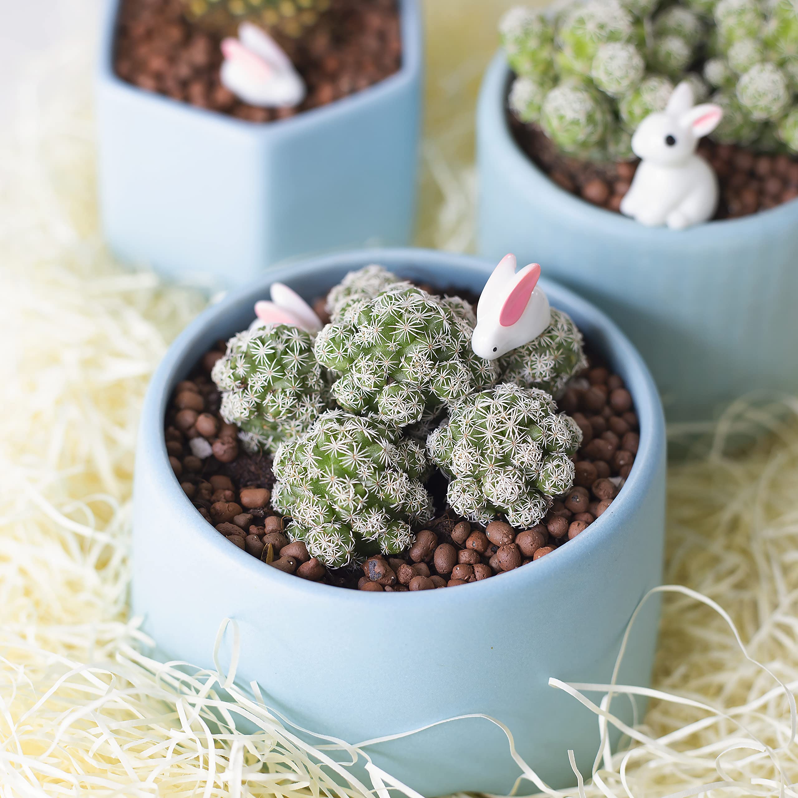 Live Cactus Plants Collection - Rare Thimble Cactus Mammillaria (2'' with Clay Pot) | Unique Succulents Gift Set for Home & Office Decor, Wedding Favors, Housewarming Gifts
