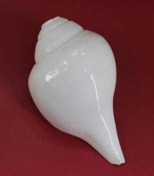 White Conch Shell (Shankh) for Home Decoration - Spiritual Pooja Item & Yoga Meditation Accessory - Perfect for Hindu Rituals, Altar Decor & Feng Shui Vastu