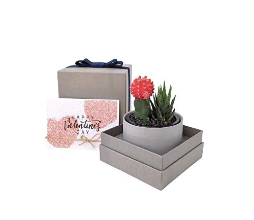 Succulent Gift Box with Glow in the Dark Ivory Pot & Box - Perfect for Birthday, Housewarming, Wedding Favors & Office Decor