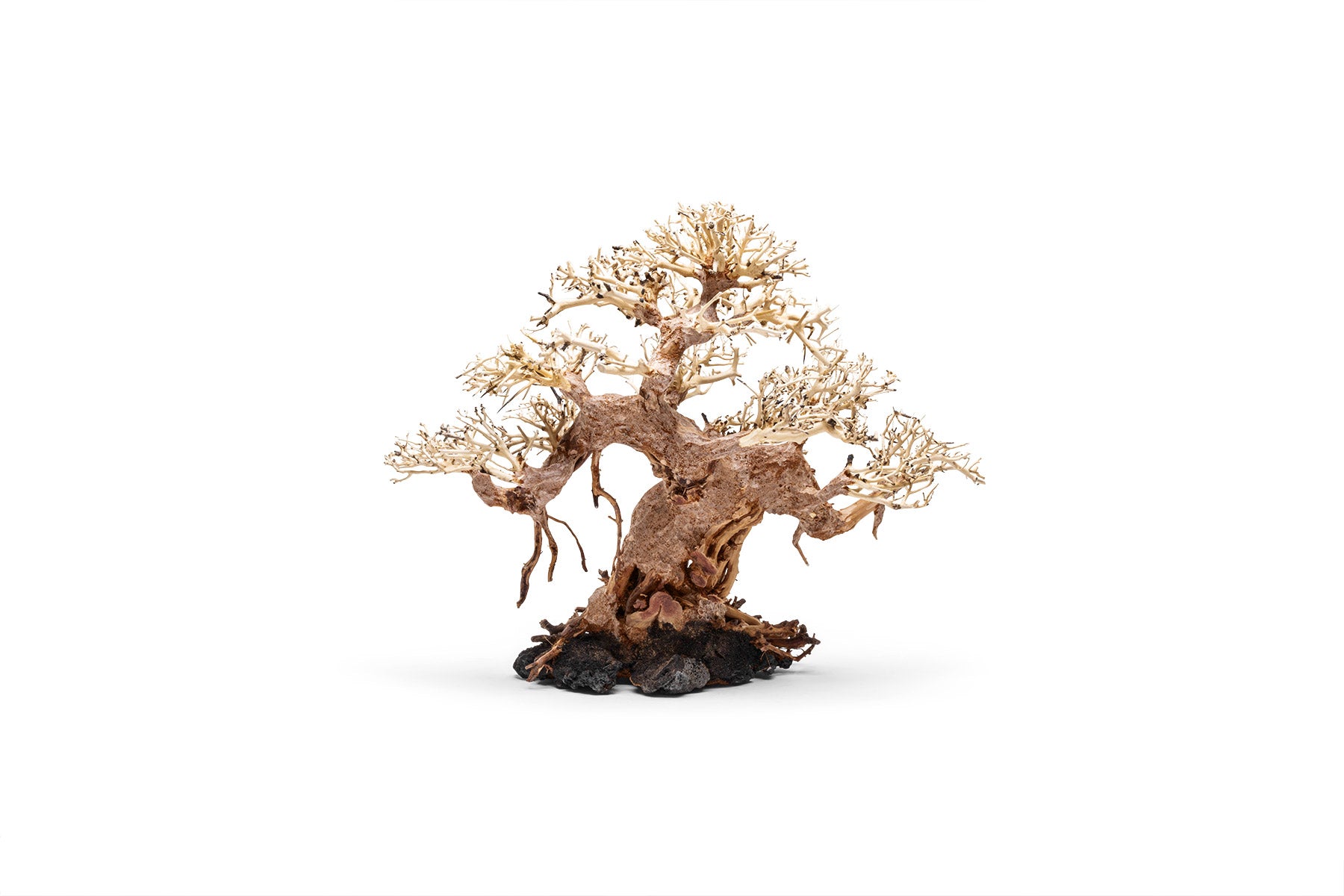 Premium Bonsai Tree Kit - Complete Starter Set for Indoor & Outdoor Gardening - Perfect for Home Decor, Office Zen Spaces & Gift Ideas