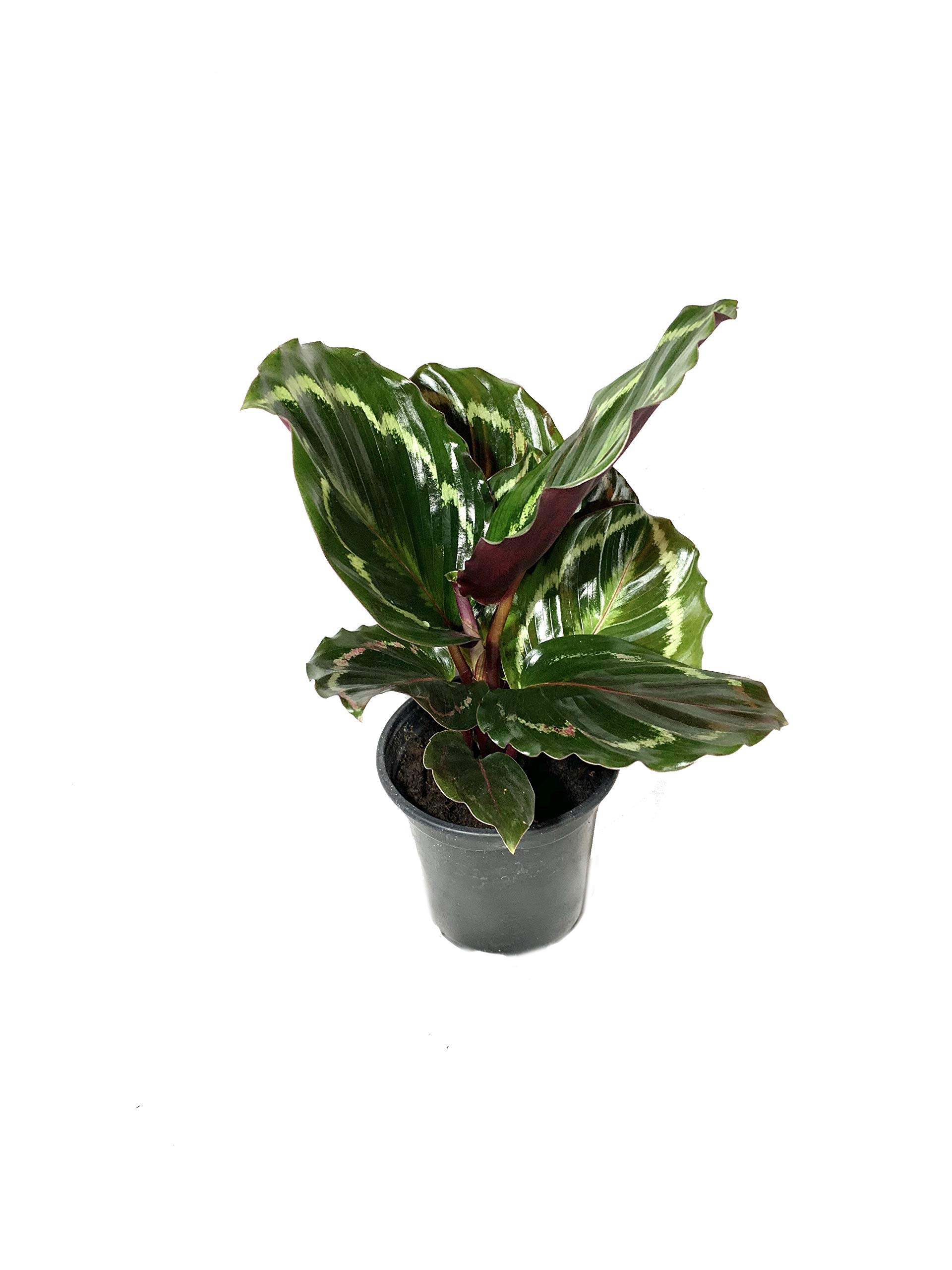 Calathea Medallion Live Plant in 4 Inch Pot - Calathea Roseopicta - Easy to Grow Air Purifying Indoor Houseplant for Home, Office & Bedroom Decor