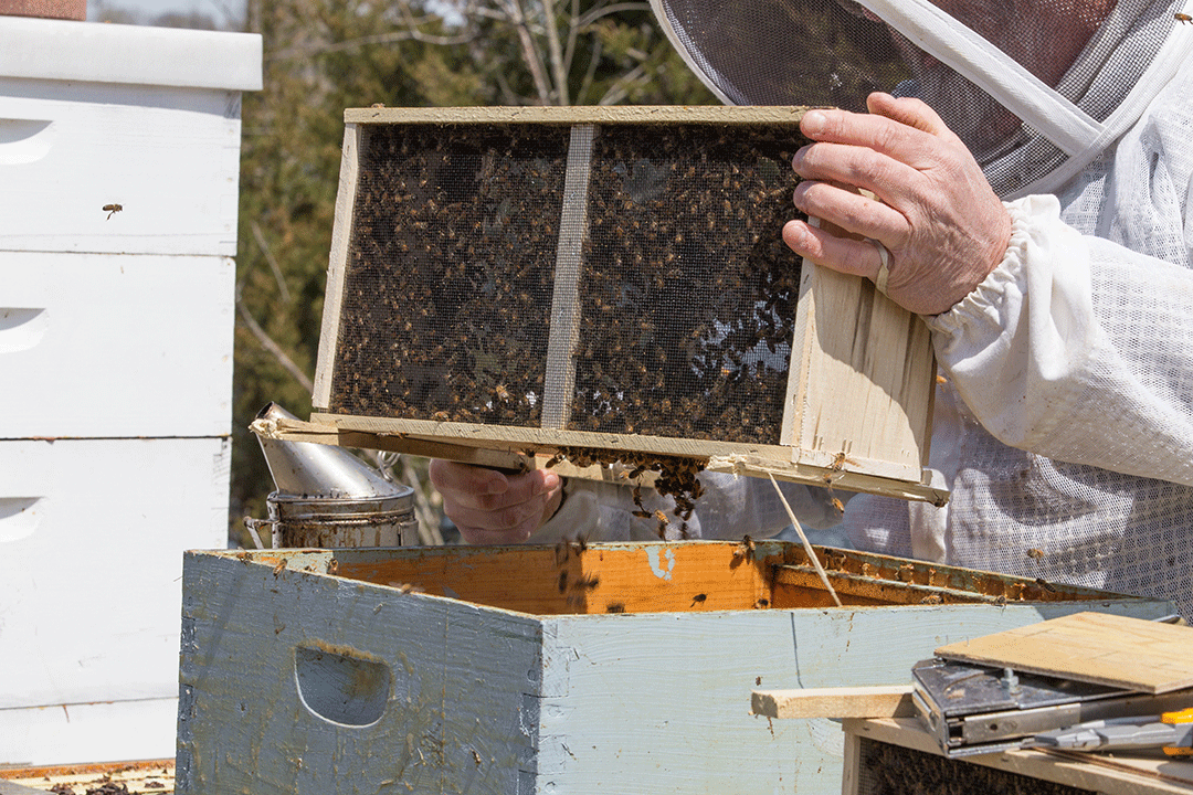 Live Honey Bee Package for Sale - Pickup Only in NSW | Perfect for Beekeeping & Pollination