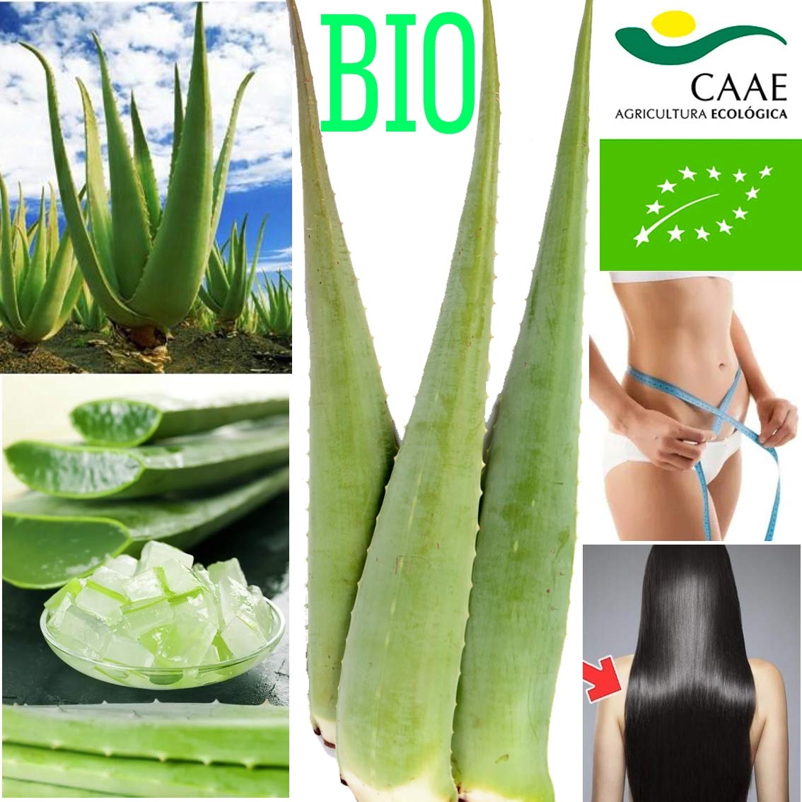 3 Pack Premium Organic Aloe Vera Leaves (Barbadensis Miller) for Skin Care, Hair Treatment & Natural Remedies