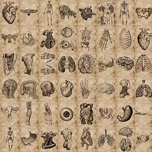 Human Body Organ