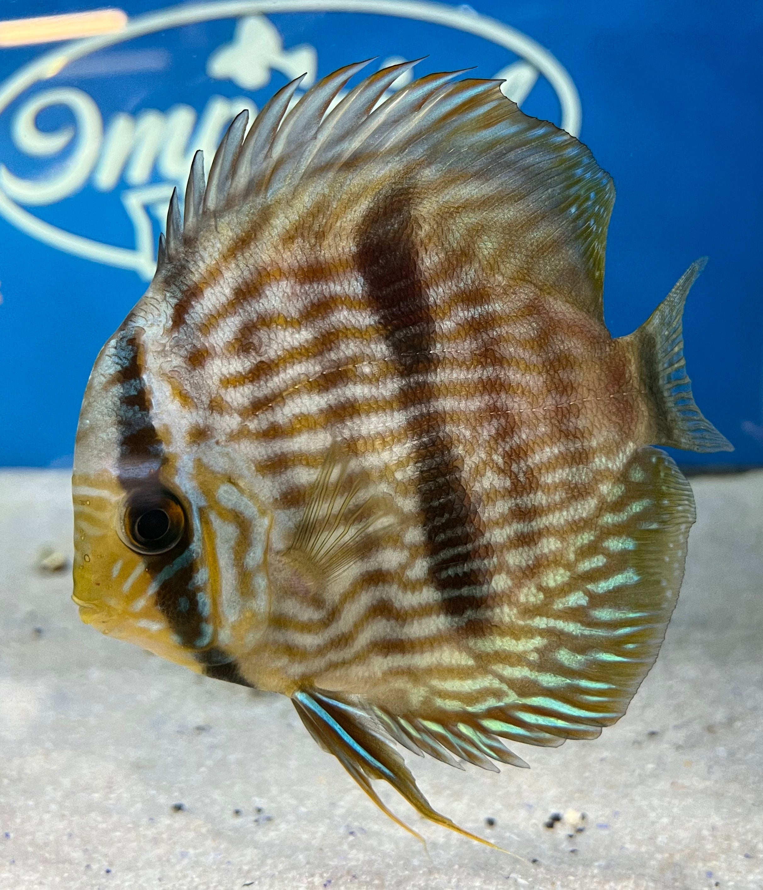 Premium Heckel Discus Fish for Aquarium - Live Tropical Fish for Freshwater Tanks - Perfect for Home Aquariums & Fish Tanks Decoration