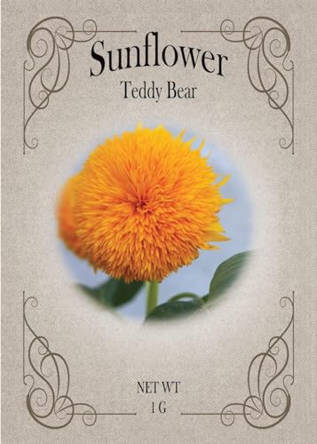 Teddybear Sunflower