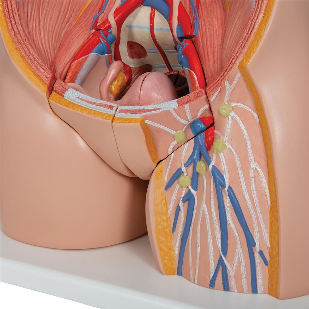 Premium 18-Part Dual Gender Human Torso Model - Detailed Anatomical Study Tool for Medical Students & Professionals | Perfect for Classroom, Lab & Healthcare Training
