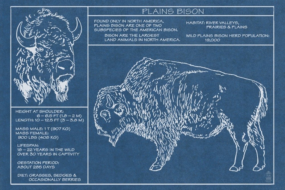 Lantern Press Plains Bison Blueprint Wall Art Poster - 12x18 Inches, Vintage Technical Drawing Decor for Living Room, Office & Man Cave