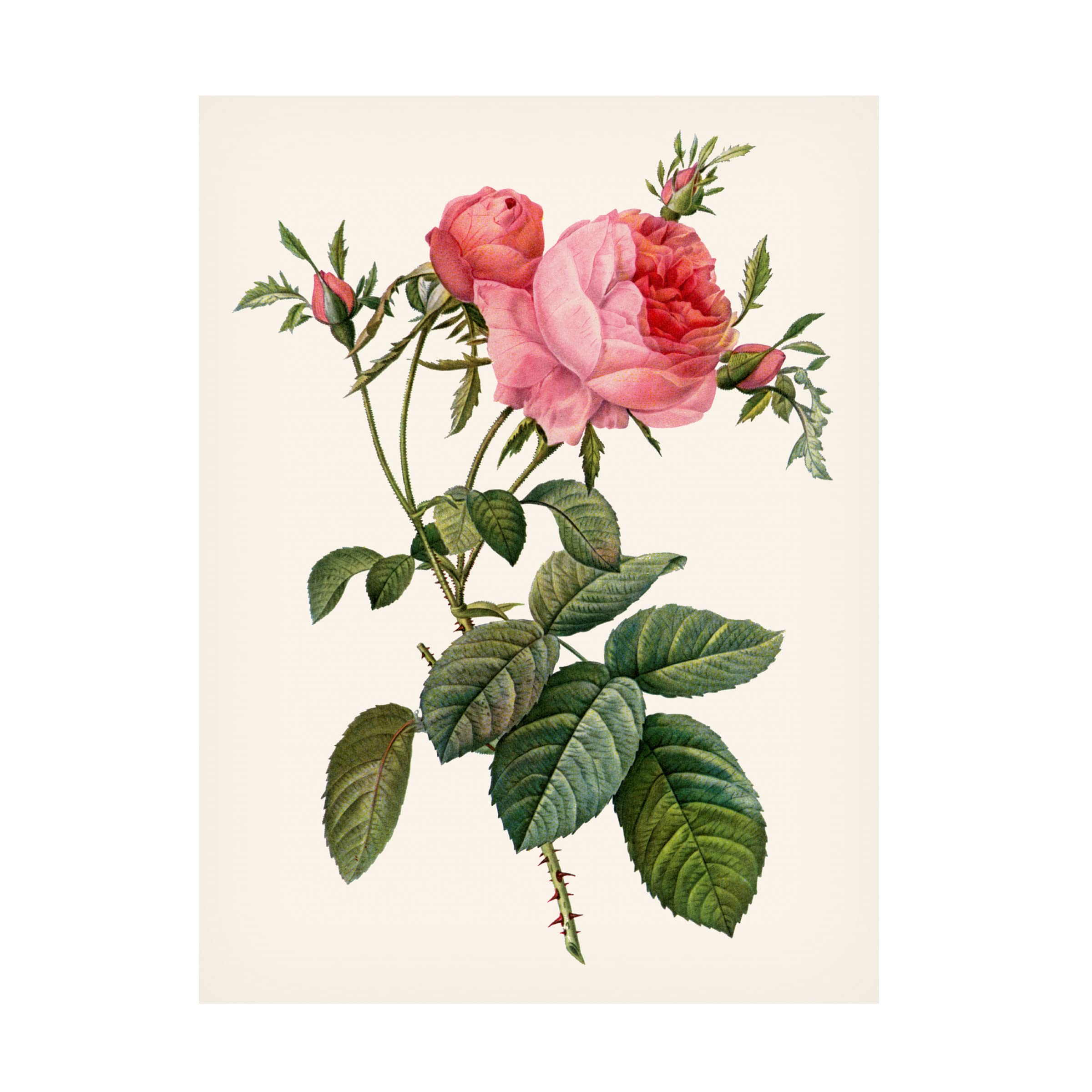 Trademark Fine Art 'Redoutes Rose II' Canvas Art Print by Pierre Redoute - Vintage Floral Wall Decor for Living Room, Bedroom & Office