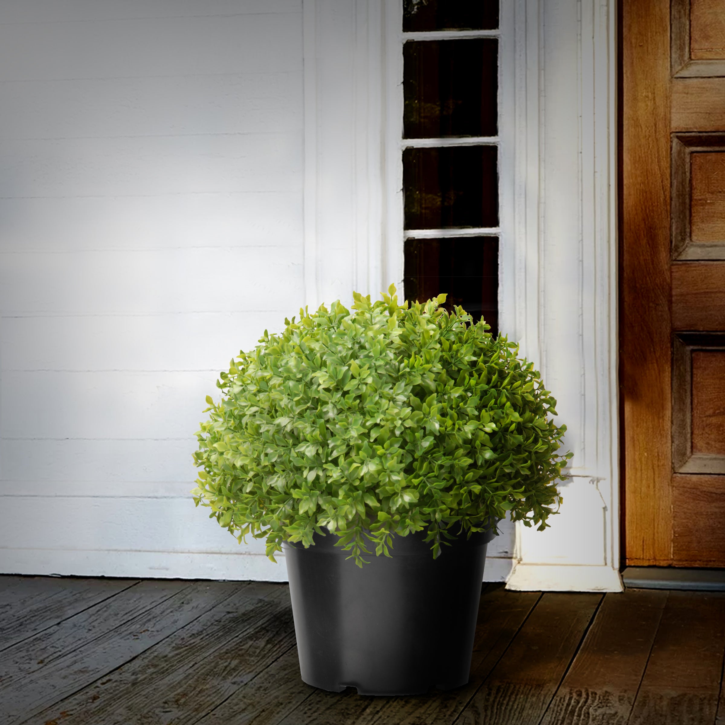 13 Inch Japanese Holly Bush Topiary in Dark Green Round Growers Pot - Perfect for Indoor Decor, Office Plants, and Garden Landscaping