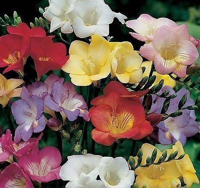 10 Freesia Mix Flower Bulbs - Fragrant Perennial Blooms for Late Summer Gardens | Perfect for Borders, Containers & Cut Flower Arrangements