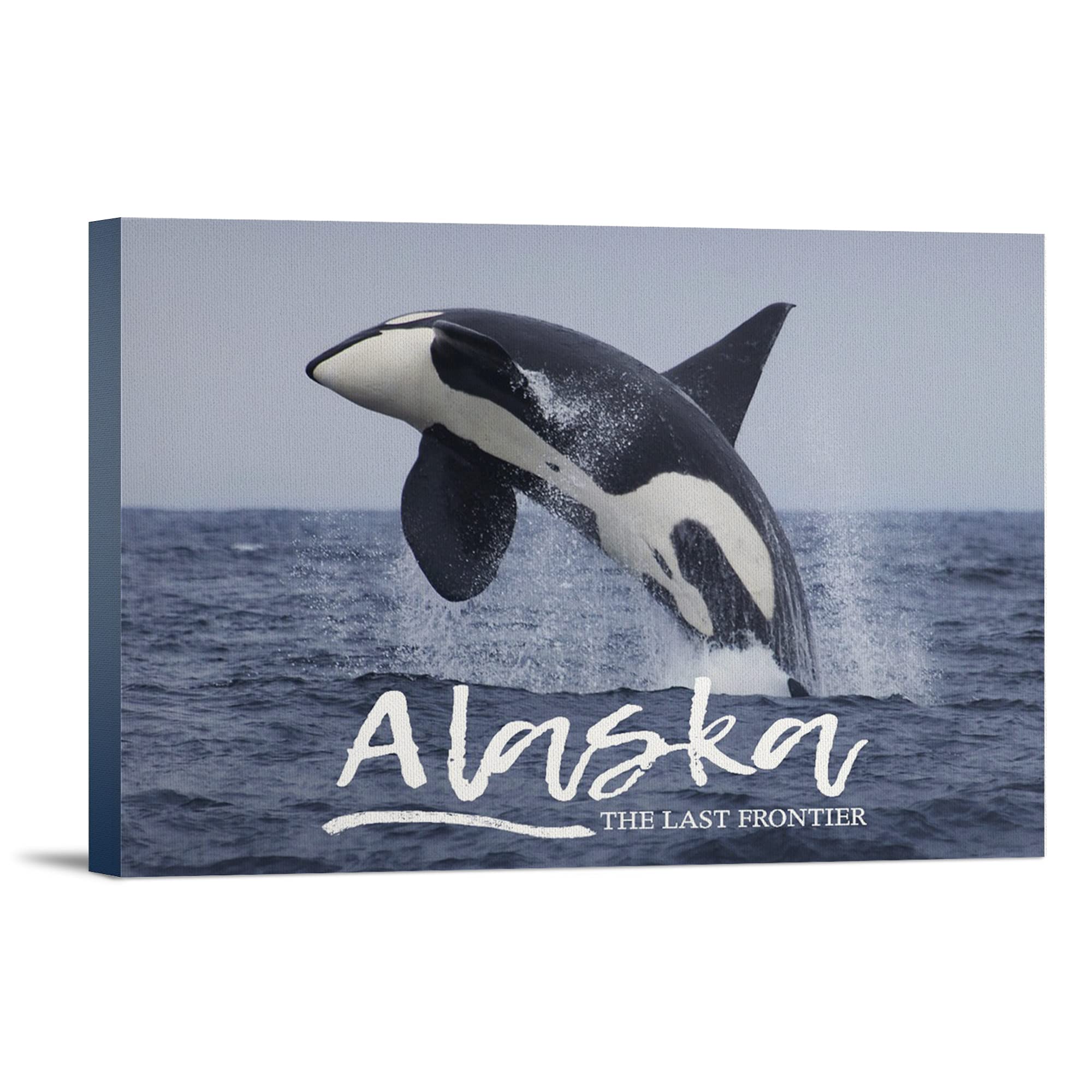 Lantern Press Alaska Orca Jumping Wall Art - 16x24 Wrapped Canvas Print, Killer Whale Painting for Living Room, Bedroom & Office Decor